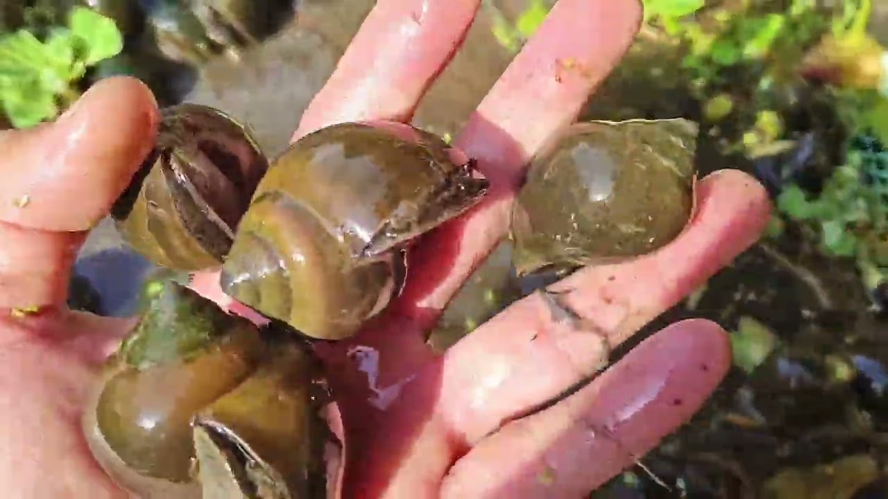 Thu ốc thương phẩm sau 5 tháng nuôi ( Câu chuyện hôm bữa , nay mới có thời gian đăng )