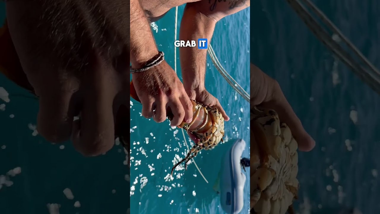 Best way to remove a crayfish tail #crayfish #lobster #sailing #sustainability #food