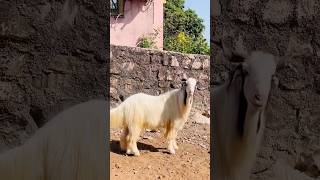 Deonar Bakra Mandi..#shorts #deonarbakra #deonarmandi #bakramandi #goats #bakra #animals #trending
