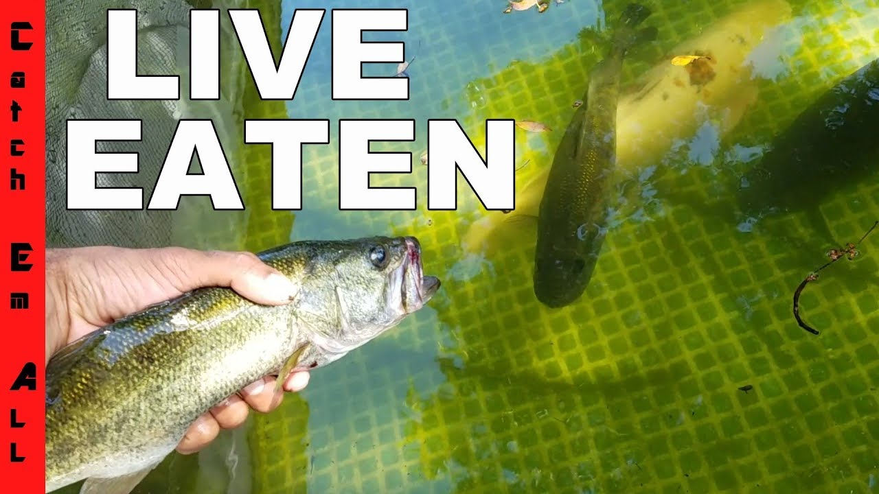 FISH EATS FISH Same Species YouTube