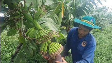 Chia sẻ lí do trồng chuối tiêu hồng nhanh ra quả(phần 3) || ANH NÔNG DÂN TK