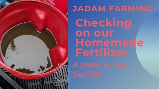 Checking on Our Homemade Jadam Fertilizer!