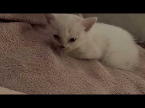 Dearborn Independent Feb. 20 1926 + kittens