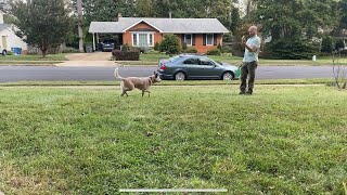 Prudent K9 Training - Biscotti - Recall with Long-line