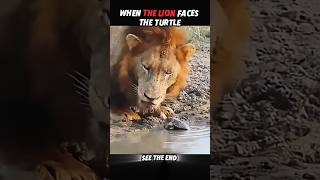 Even Lions Fear Turtles... 🤗😁But Not Cats #trending #animals #wildlife #youtubeshorts #cat #lion