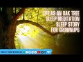 Life As An Oak Tree - Gain Perspective😴SHORT SLEEP STORY FOR GROWNUPS 💤Reduce Stress, Anxiety, Worry