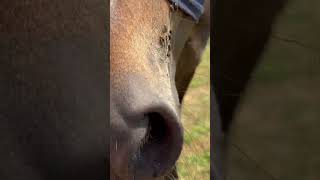 Zwei Pferde und ein Pony auf der Koppel #pferd #pony #koppel #horse