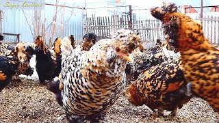 14 Ноября 2022 Павловские #куры, #Pavlovskie_chickens,  #chickens,