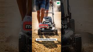 Why Your Lawn Struggles Every Summer