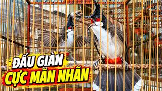 Chào Mào Đấu Giàn [ CHÉ   THÚC   RÒ   NẸT   LÊN LỬA TỐC ĐỘ ] Chào Mào Hót Đấu/Kích Chào Mào Căng Lửa