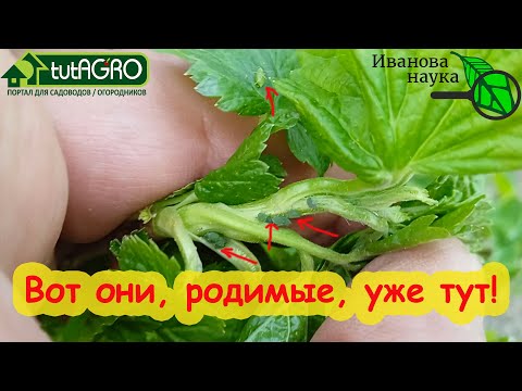 КАК ИЗБАВИТЬСЯ ОТ