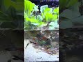 They try to find food