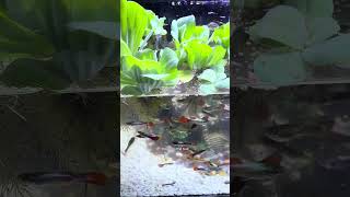They try to find food