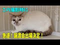 61多頭崩壊っ子をご紹介するつもりがまさかの展開になりました