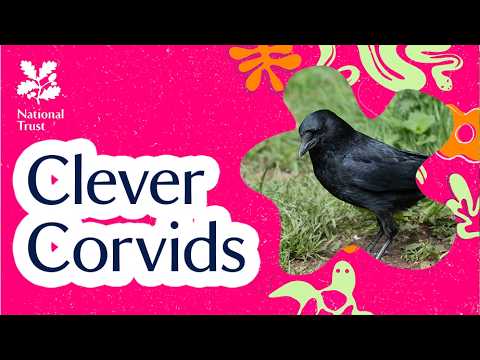 Clever Corvids | Podcast
