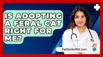 Is Adopting A Feral Cat Right For Me? - PetGuide360.com