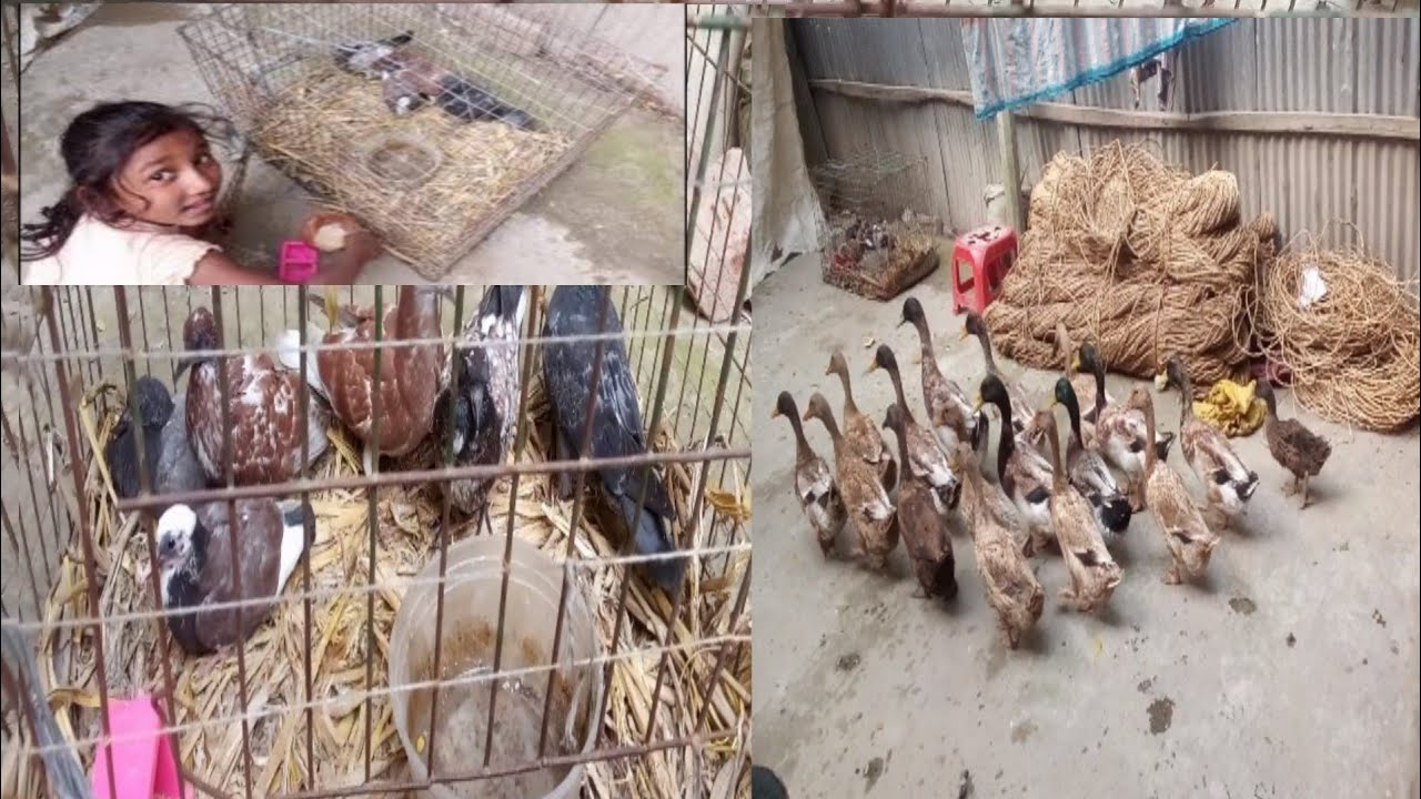 কবিতর পালন RL limon 24