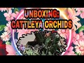 UNBOXING: HYBRID CATTLEYA/V68