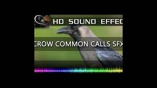 Crow Call Sound Effect #shorts 🐦🔉 | HQ