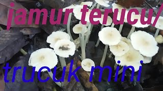 Download Lagu JAMUR TRUCU mini MP3