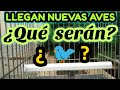 👀POR FIN ENCONTRÉ A ÉSTE PÁJARO, NUEVAS AVES LLEGAN A Aviachy.