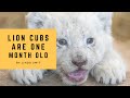 Life at the zoo | Adorable lion babies are a month old