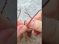 もみじ鉢上げする