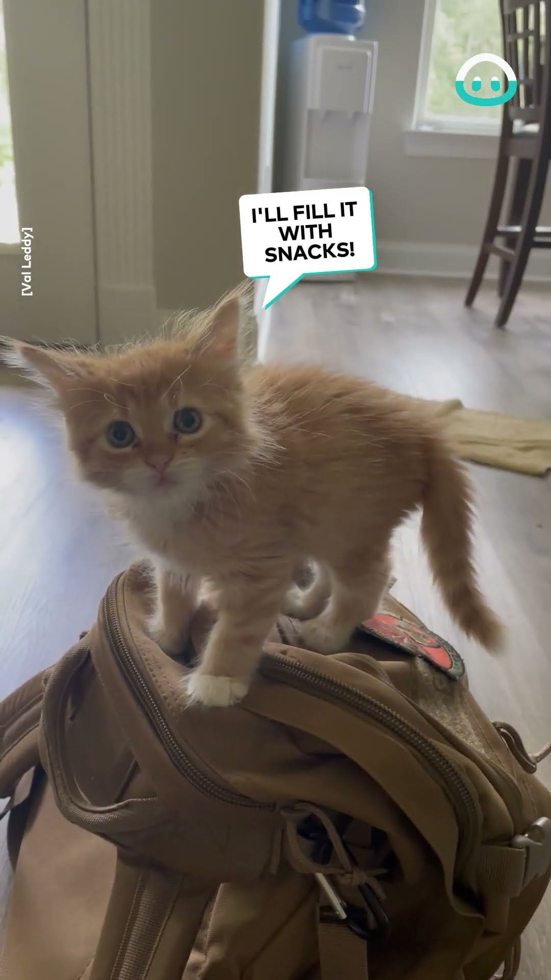Kitty Claims Giant Backpack || ViralHog