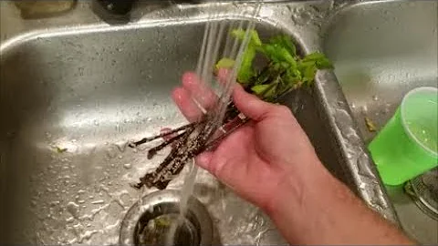 PROPAGATING Rose of Sharon Bushes ON THE CHEAP