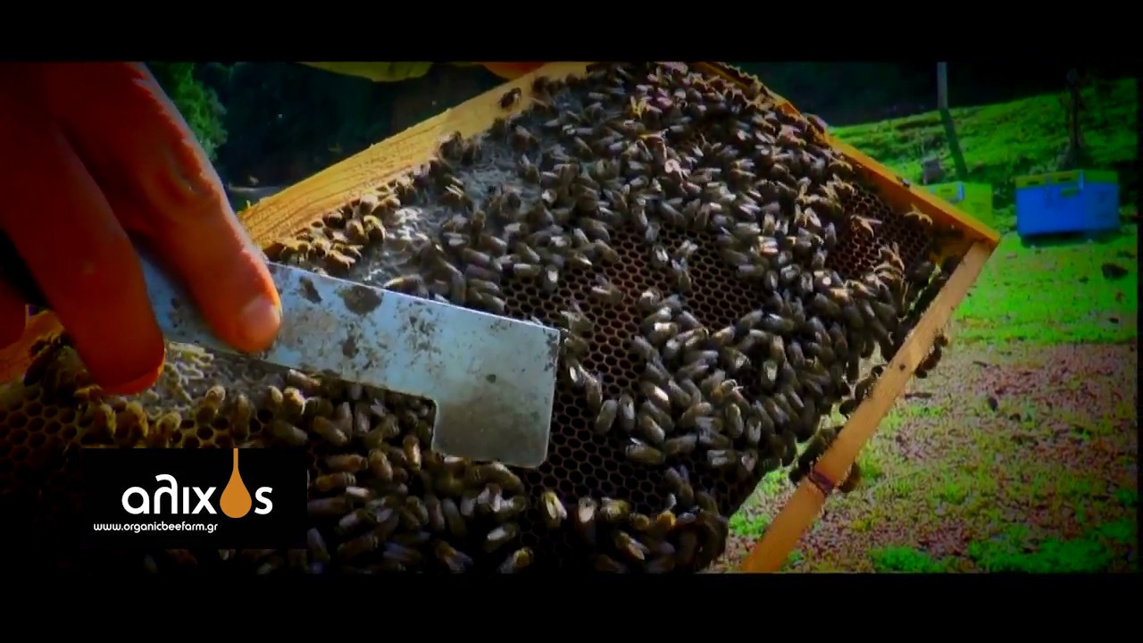 Organic Bee Farm 