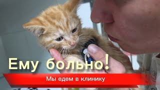 Он оказался ночью на улице и не мог идти /маленького котёнка обидели / heip save tne kitten