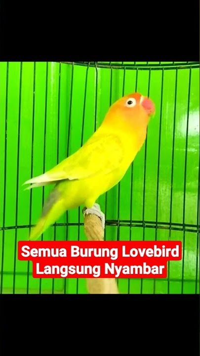 Semua Lovebird Langsung Ngekek Dengar Suara Lovebird GACOR Ini.👍🏻👍🏻