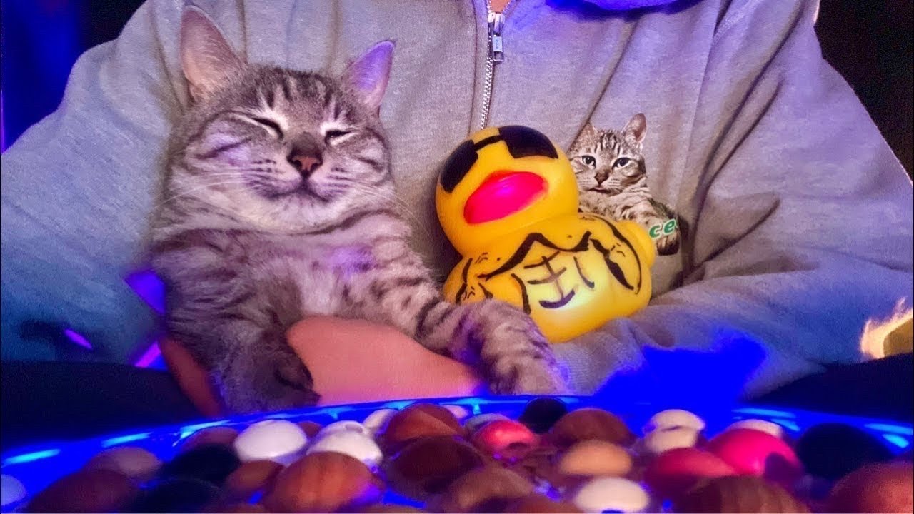 🔴こんにちは🤯🤟😼💨Hello Everyone Cat Water ASMR Live