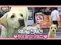 역대급 천재犬 ‘호야’의 놀라운 활약 모음집♥ I TV동물농장 (Animal Farm) | SBS Story