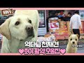 [SUB]역대급 천재犬 ‘호야’의 놀라운 활약 모음집♥#TV동물농장 #AnimalFarm #SBSstory