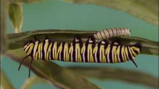 Monarch caterpillar growing