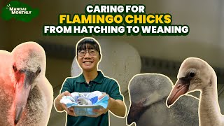 Mandai Monthly - Flamingo chicks: From hatching to weaning🦩