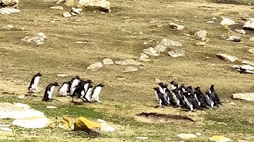 Two groups of penguins stop for a chat | Rockhopper penguins | Falkland Islands || WooGlobe Penguins