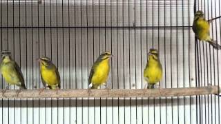 Green singers (serinus monzambicus)