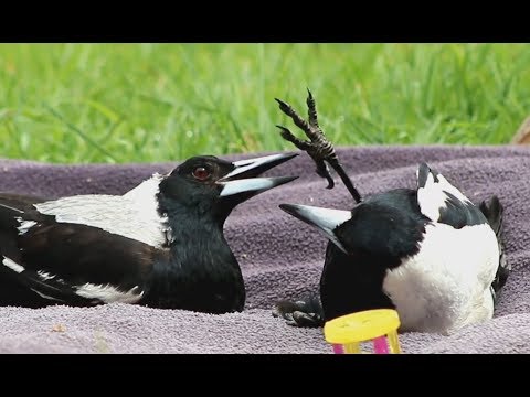 Magpies Just Wanna Have Fun - Richard and Pip Playing