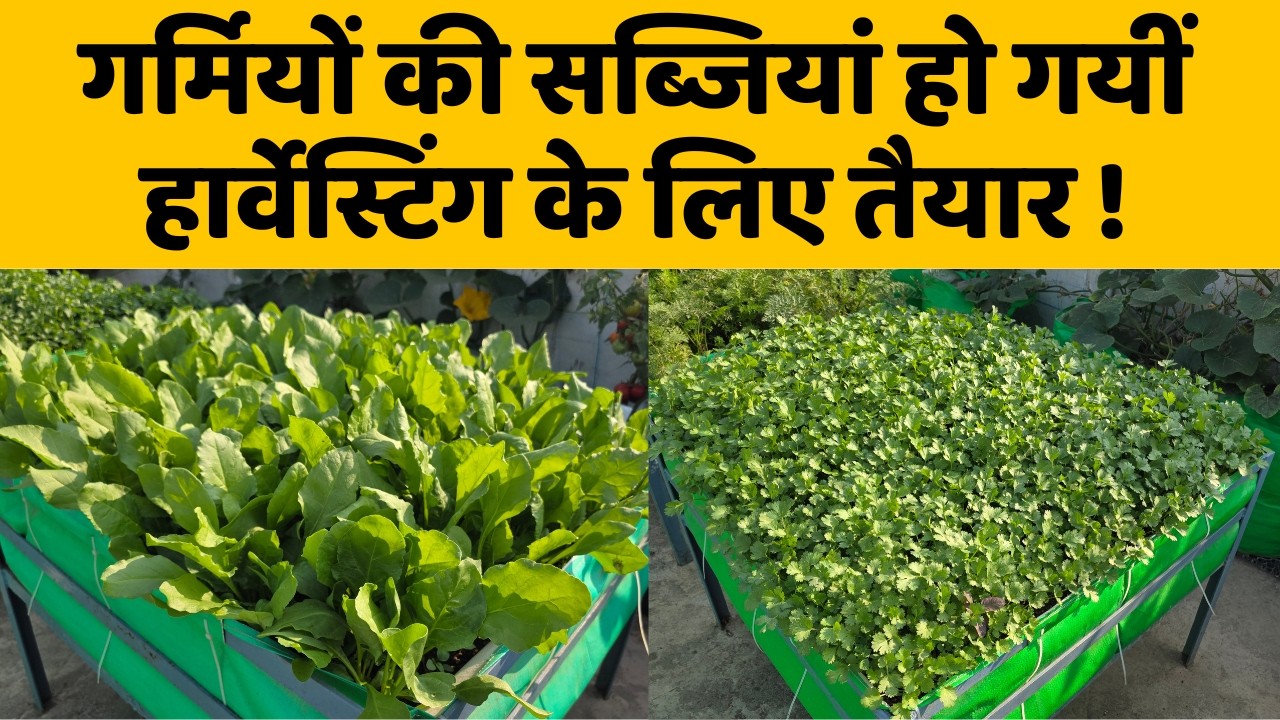 गर्मियों की सब्जियां हो गयीं हार्वेस्टिंग के लिए तैयार! Ghar Ki Chhat Par Sabjiyon Ki Kheti