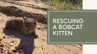 Rescuing a Bobcat Kitten