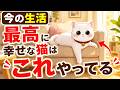 【猫の本音】実は飼い主に伝えている「最高に幸せ」のサイン【猫雑雑学】猫雑学】