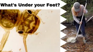 What's Under Your Feet? | Stream Ecology