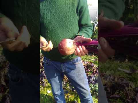 Video: Top Dressing Di Barbabietole In Campo Aperto: Il Condimento Principale Per Barbabietole Da Tavola E Da Foraggio. Quali Fertilizzanti Dovrebbero Essere Usati Nella Prima Alimentazio