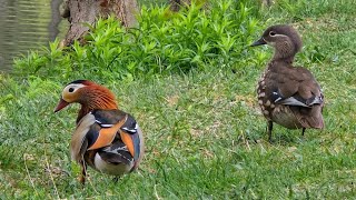 The Duck That Lives in Trees… and Drops Its Babies from the Sky