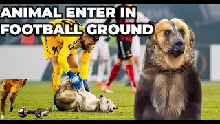 When Animals Enter the Football Pitch and Halt the Game! 🐾