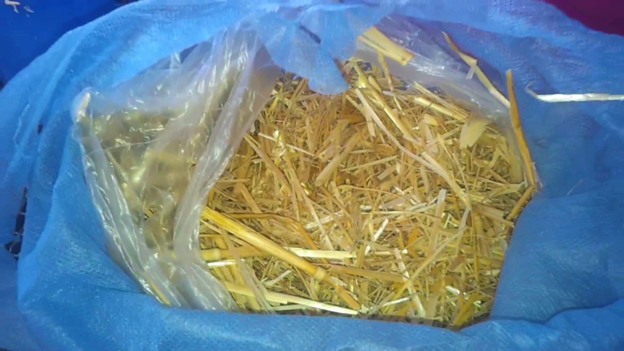 ضرورة تقديم التبن أو الدريس للأرانب كعلف / إعطي أرانبك التبن و لاحظ الفرق