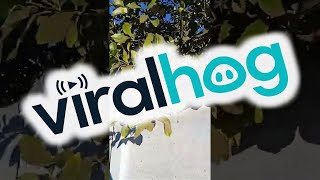 Literal Jump Scare || ViralHog