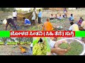 ಜೋಳದ ಸೀತನಿ ಸುಗ್ಗಿ | ಸಿಹಿ ತೆನೆ | ಹಾಲ್ದೆನೆ | jowar farming